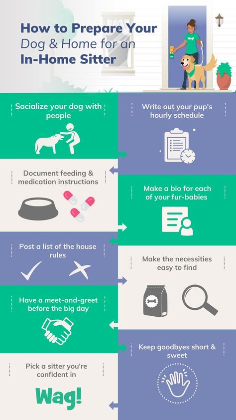 The image depicts things that you should do to prepare your dog and home for an in-home pet sitter, such as socializing your dog, picking a sitter you're confident in, etc. Visit the article for details! Pet Emergency Kit, Vacation Prep, Critter Sitters, Pet Sitting Services, House Sitter, Puppy Chow, Dog Daycare, Holiday Planning, Pet Sitting