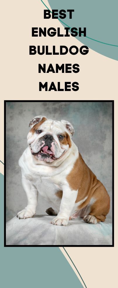 Original Dog Names, English Bulldog Names, English Bulldog Funny, Boy Dog Names, Bulldog Names, Best Dog Names, English Dogs, Most Beautiful Dogs, Bulldog Funny