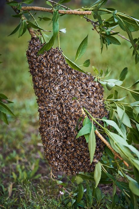 Swarm Traps - Where to Place Them and When to Put Them Out - Complete Beehives Bees Swarm, Honey Bee Swarm, Swarm Of Bees, Wild Bees, Worker Bee, Bee Swarm, Bee Colony, Waste Baskets, Honey Bee Hives