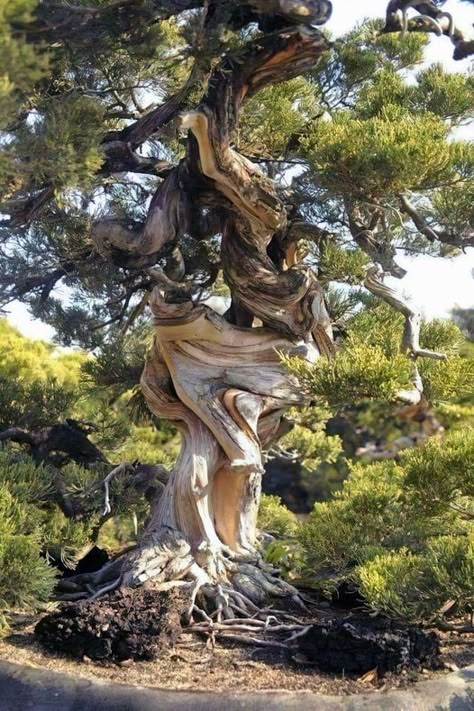 "The twisted tree lives its life, while the right tree ends up in planks." - Chinese proverb Weird Trees, Crooked Tree, Juniper Tree, Amazing Trees, Twisted Tree, Image Nature, Old Tree, Beautiful Trees, Old Trees