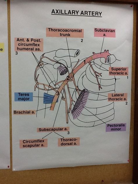 Axillary Artery, Arteries Anatomy, Physician Assistant School, Anatomy Coloring Book, Gross Anatomy, Medicine Notes, Medical Pictures, Basic Anatomy And Physiology, Study Planner Printable