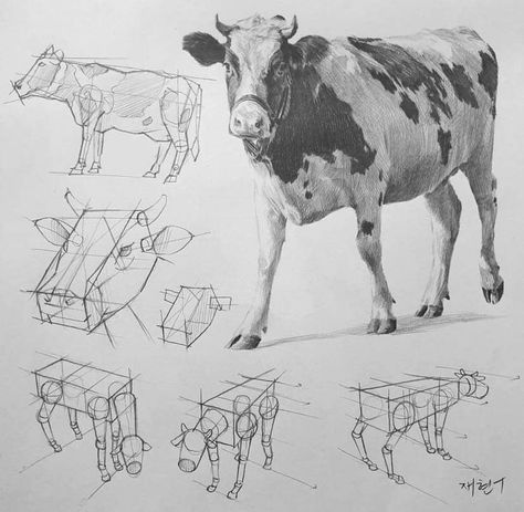 Animal Art Study, Cow Drawings, Cow Sketch, Cow Photography, Cow Drawing, Structural Drawing, Art Painting Tools, Animal Study, Drawing Pen