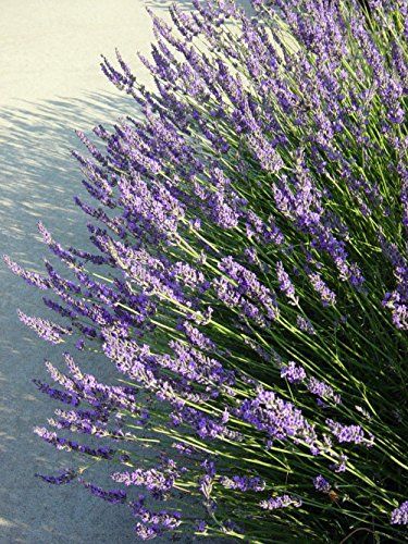 Munstead Lavender, Lavender Varieties, Lavender Bush, Lavender Herb, Provence Lavender, Perennial Border, Lavender Garden, English Lavender, Lavender Plant