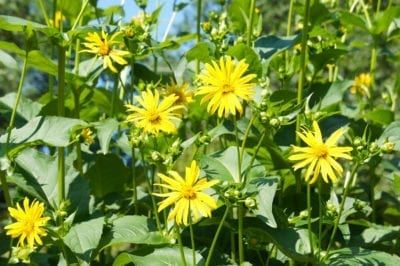 Yellow Perennials, Cup Plant, Cup Flower, Garden Flower Beds, Plant Help, Plant Propagation, Plant Growing, Bee Garden, Plant Information