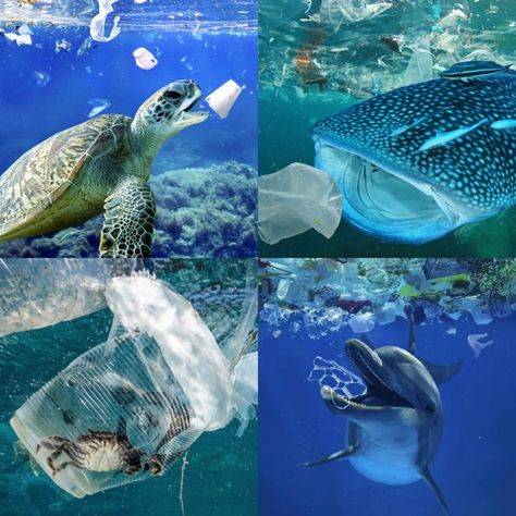 UN declares ocean emergency About 8 million tons of plastic enters the ocean every year. This amount is enough to kill over a million seabirds and at least 100,000 marine mammals. If drastic measures are not taken, within 30 years the volume of microplastics in the ocean will reach a billion tons, which will exceed the total weight of the fish living in the ocean. Plastic Bags In The Ocean, Sea Pollution Photography, Plastic Pollution In Ocean, Ocean Clean Up, Water Pollution Pictures, Water Pollution Images, Plastic In Ocean, Pollution Images, Poster On Pollution