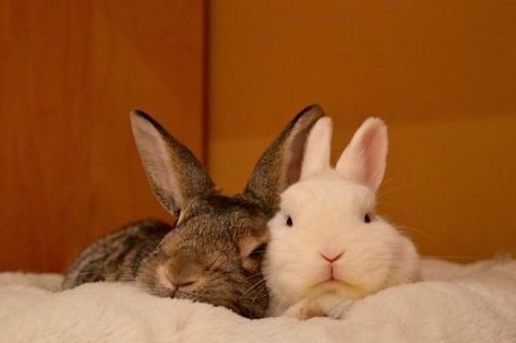 Cute Bunny Couple, Rabbits In Love, Bunny In Love, Bunnies In Love, Bunny Care Tips, Animal Couple, Bunny Couple, Funny Bunny Videos, Two Bunnies