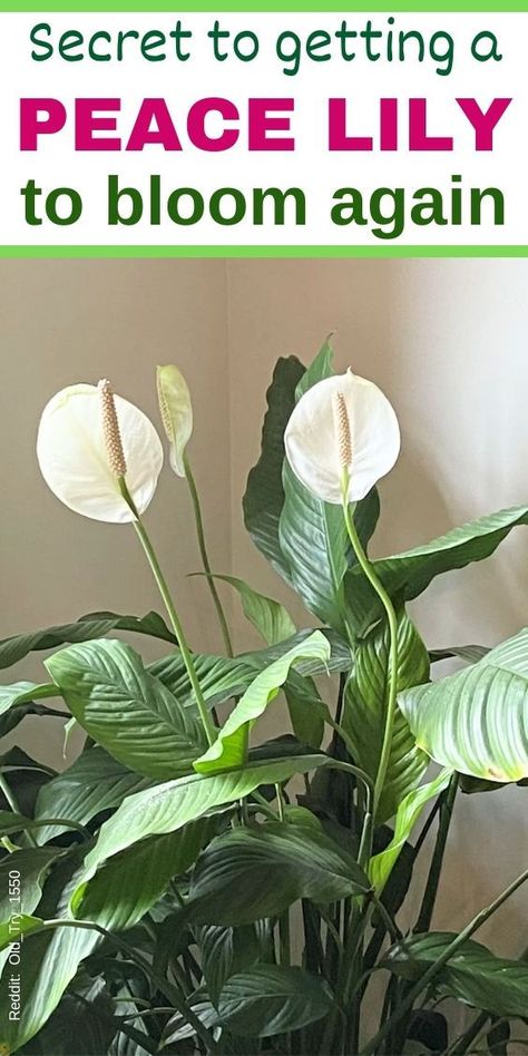 "Peace Lily blooming, Peace Lily care tips, Peace Lily flowering, Peace Lily 
plant care, Peace Lily growing tips, Peace Lily flower reblooming, Peace 
Lily flower care, Peace Lily flower tips, Peace Lily blossom, Peace Lily 
plant flowering- Peace Lily Green Flowers
- Peace Lily Not Blooming
- Peace Lily Not Flowering
- Peace Lily Not Growing- Peace Lily Grown In Water
- Peace Lily Care
- Peace Lily Care Outdoor
- Peace Lily Fertilizer
- Peace Lily Soil- Peace Lily Outdoor How To Repot A Peace Lily Plant, How To Save A Peace Lily, Care For Peace Lily Plant, Grow Peace Lily In Water, Japanese Peace Lily, How To Grow Peace Lily House Plants, How To Care For Peace Lily Houseplant, Peace Lily Problems, Repotting Peace Lily Houseplant