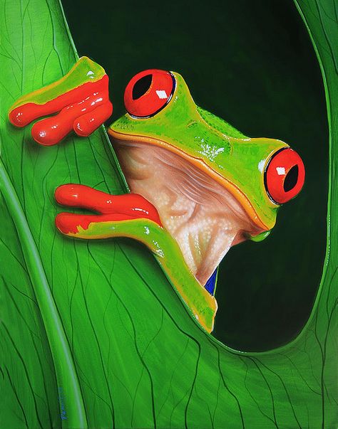 Red-eyed Tree Frog painting! Tree Frog Terrarium, Tree Frog Art, Tree Frog Tattoos, Frog Habitat, Frog Terrarium, Whites Tree Frog, Green Tree Frog, Frog Eye, Red Eyed Tree Frog