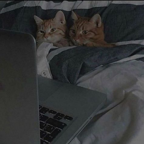 Cats cuddling together, cats in bed, cats watching movie, grunge cats, two cats, cute photos of cats, cats Cats Cuddling, Cat Couple, Cat Cuddle, Two Cats, Cat Aesthetic, About Cats, Silly Cats, Cute Creatures