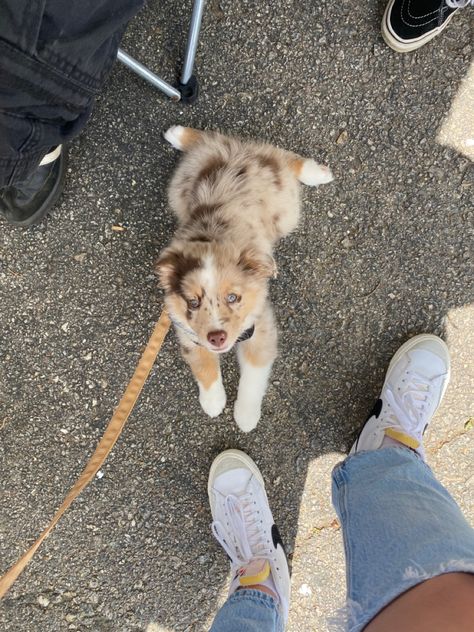 Golden Retriever Aussie Mix Puppy, Golden Aussie Puppy, Aussie Puppy Aesthetic, Mini Ausidoodle, Mini Aussie Full Grown, Puppies That Dont Shed, Aussie Red Merle, Australian Shepherd Aesthetic, Australian Doodle