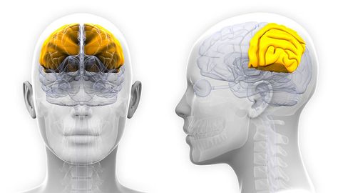 lobulo-parietal1 Hippocampus Brain, Basal Ganglia, Brain Structure, Frontal Lobe, Cerebrospinal Fluid, Limbic System, Brain Anatomy, Brain Science, Deep Breathing Exercises