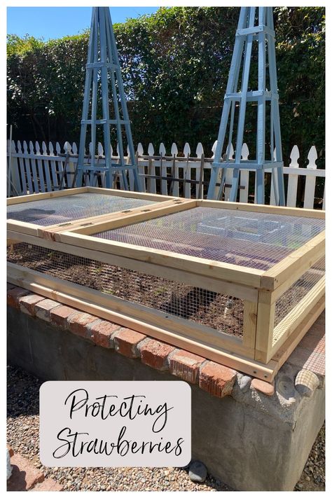 This sturdy cage is perfect for protecting plants from pests. Planting Strawberries, Strawberry Beds, Greenhouse Ideas, Hardware Cloth, Neck Warmers, Growing Strawberries, Strawberry Plants, Garden Plans, Down On The Farm