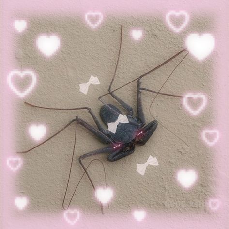 Kawaii Spider, Creepy Cute Aesthetic, Spider Girl, Cute Strawberry, Pretty Animals, Silly Images, Kawaii Aesthetic, Creepy Cute, Pose Reference Photo