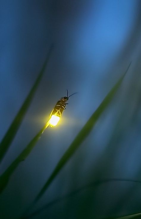 螢火蟲 Foto Tips, A Bug, Firefly, Natural World, Amazing Nature, Beautiful Creatures, Nature Beauty, Animal Kingdom, Beautiful World