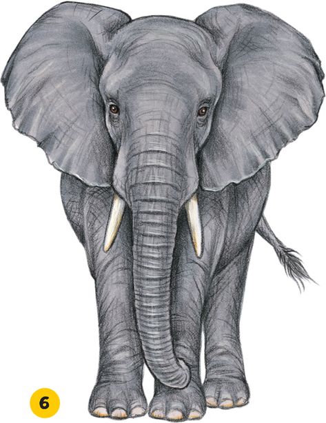 Image Elephant Art Drawing, Elephant Painting Canvas, Elephant Sketch, Elephant Artwork, 귀여운 음식 그림, Elephant Drawing, Watercolor Elephant, Soyut Sanat Tabloları, Elephant Painting