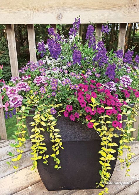 2023 Container Challenge Winners!: After putting a call out to our readers to submit their container gardens, we have chosen our winners! See the top designs along with planting plans and tips. Shade Containers Planters, Summer Planter, Summer Gardening, Winter Gardening, Globe Amaranth, Potato Vines, Trough Planters, Asparagus Fern, Container Gardening Flowers