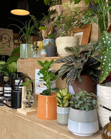 Elevate your interior decor with our ranges of curated potted plants 🪴 find a standout piece that reflects your individual style, our diverse range of pottery options is designed to inspire and captivate ✨ Shop our selection curated potted plants in-store or online via https://plantaelover.shop/collections/curated-potted-plant —————— Visit our store: Plantae Lover SS19 Subang Jaya [ 29 Jalan SS19/7, 47500 Subang Jaya, Selangor] Shop on Website: www.plantaelover.shop Operating hours: Mon, Tu... Plant Lover Aesthetic, Plant Shop Aesthetic, Subang Jaya, Shop Aesthetic, Plant Shop, Plant Nursery, Individual Style, Plant Lover, Interior Decor