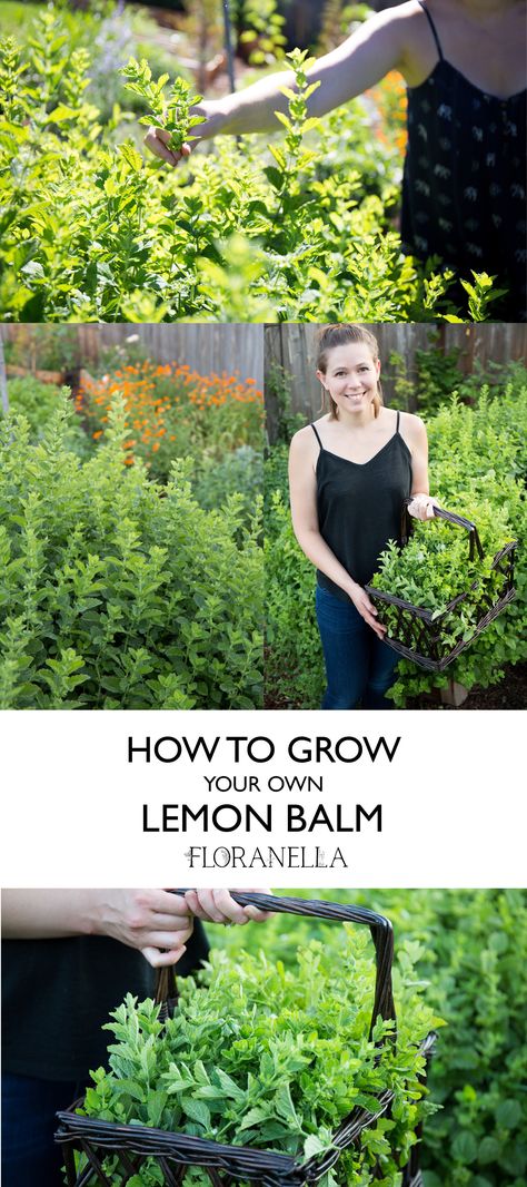 Grow Lemon, Summer Planting, Medicine Garden, How To Grow Lemon, Herbal Health, Organic Gardening Pest Control, Medical Herbs, Water In The Morning, Mountain Valley