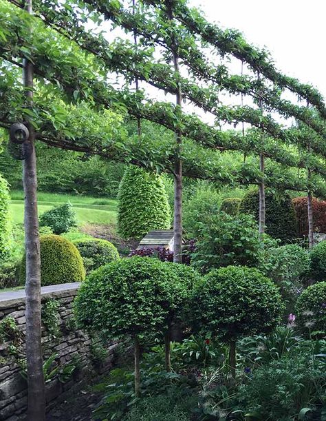 Evergreen Pleached Trees, Pleached Fruit Trees, Pleached Trees Small Garden, Espalier Fruit Trees Fence, Pleached Apple Trees, Pleached Crab Apple Trees, Modernist Garden, Fruit Trees Garden Design, Narrow Backyard Ideas