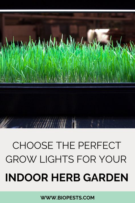 Discover the ultimate guide to choosing the right grow light for your hydroponic indoor herb garden. Boost your plants' growth and achieve impressive yields with Garden Glow Grow Lights. Find out which lighting features are crucial and get expert tips for creating a thriving indoor garden. Don't miss out, start your indoor herb garden journey today! Indoor Farming, Growing Fruit Trees, Building Raised Garden Beds, Indoor Herb, Organic Pest Control, Herb Garden Design, Herb Gardening, Urban Homesteading, Plant Diseases