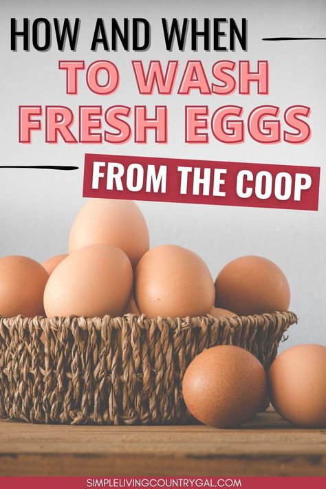 Easy tips on how to wash eggs from the chicken coop so that you have clean healthy eggs in your kitchen. Learn tips to help keep chicken eggs clean until collection and how long chicken eggs last when not washed and how long eggs last when you do wash them. How To Clean Eggs From Chicken, How To Wash Eggs Safely, How Long Do Fresh Eggs Last, How To Clean Fresh Chicken Eggs, Washing Eggs, Chicken Eggs Hatching, Using Vinegar To Clean, Chicken Flock, Collecting Eggs