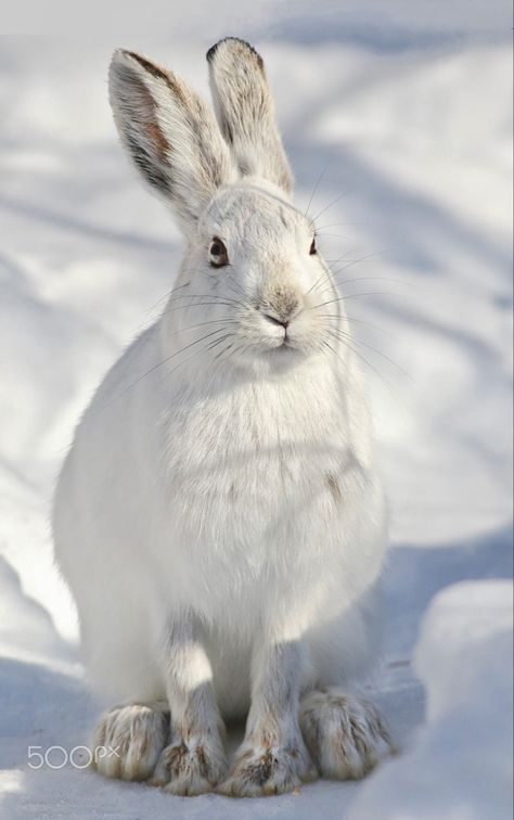 Artic Circle, White Hare, Antarctic Animals, Snowshoe Hare, Arctic Hare, Rabbit Life, Rabbit Pictures, Bunny Art, Arctic Animals