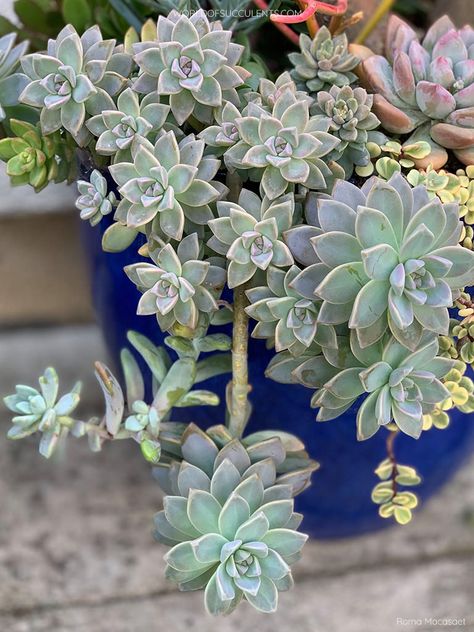 Types Of Succulents Plants, Ghost Plant, Succulents Plants, Types Of Succulents, Root System, Cactus And Succulents, Plant Needs, Old Ones, Cacti And Succulents