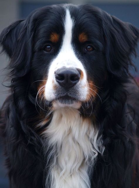 My sweet Bernese Mountain dog just 1 year old Burnese Mountain Dog, Burmese Mountain Dogs, Bernese Dog, Bernese Mountain, Fluffy Dogs, Puppies And Kitties, Bernese Mountain Dog, Dog Images, Mountain Dogs