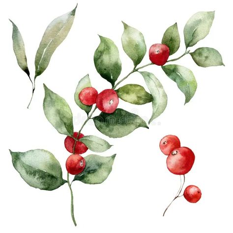 Watercolor Christmas set of red berries, leaves and branches. Hand painted winter plant isolated on white background stock illustration Winter Berries Watercolor, Winter Plants Illustration, Procreate Inspiration, Winter Leaves, Abstract Christmas, Leaves And Branches, Winter Plants, Christmas Painting, Watercolor Red