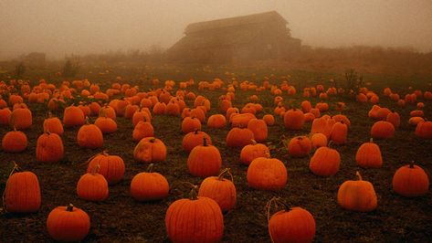 Fall Desktop Backgrounds, Halloween Desktop Wallpaper, Desktop Wallpaper Fall, Desktop Wallpaper 1920x1080, Pumpkin Field, October Country, Gothic Photography, Laptop Backgrounds, Cute Laptop Wallpaper