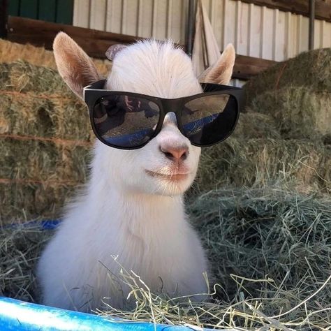 Baby Farm Animals, Flipagram Instagram, Baby Goat, Cute Goats, Image Swag, Wearing Sunglasses, Baby Goats, Pretty Animals, Cute Animals Images