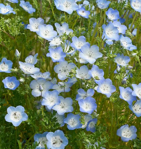 Nemophila Flower, Blue Flower Garden, Pretty Blue Flowers, Prettiest Flowers, Blue Flowers Garden, Fruit Icons, Kind Of Blue, Rock Gardens, White And Blue Flowers