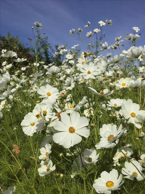 Purity Cosmos, Chrysalis Aesthetic, Cosmos Purity, Virginia Cottage, 90s Romcom, Promise Ridge, Cosmos Plant, White Wild Flowers, Floral Aesthetics