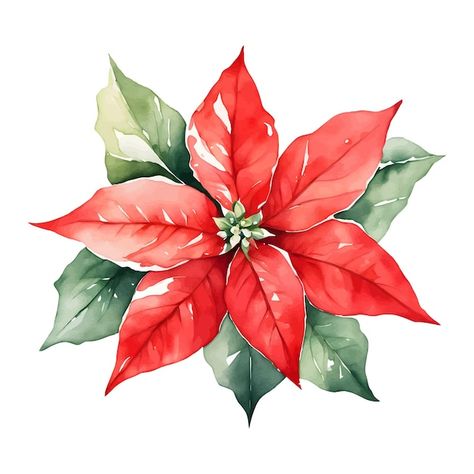 Flower Christmas, Floral Christmas, Watercolor Horse, Winter Images, Poinsettia Flower, Christmas Poinsettia, Watercolor Images, Winter Flowers, Christmas Flowers