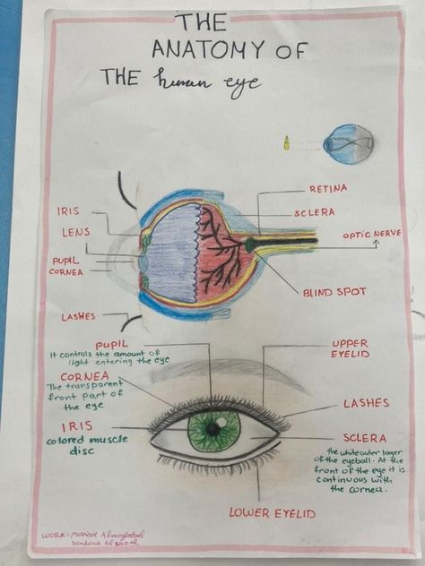 Layers Of Eye Anatomy, Eye Anatomy Diagram, Human Eye Diagram, Human Eye Drawing, Human Eye Anatomy, Human Body Systems Projects, Optometry Education, Human Body Science Projects, Cardiac Anatomy