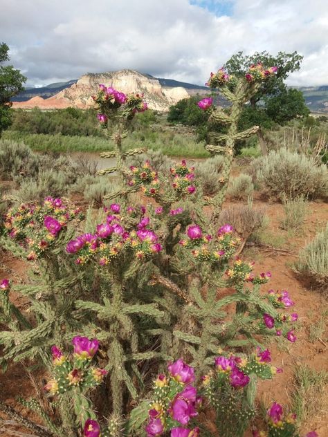 July 1st: Cholla Cactus - Benedictine Abbey of Christ in the Desert Cholla Cactus, July 1st, The Monks, John The Baptist, July 1, In The Desert, In Bloom, The Desert, St John