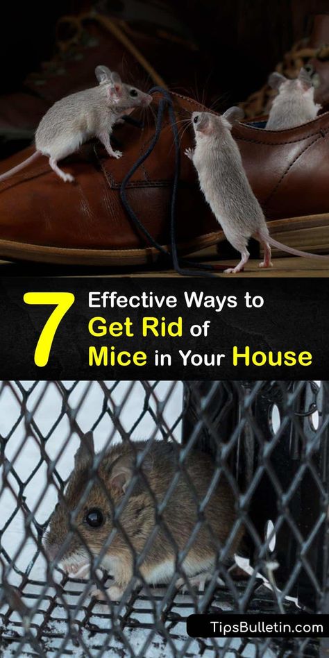 Discover ways to get rid of house mice and prevent a mouse infestation. It’s easy to eliminate this rodent with a peanut butter trap. The best way to prevent mice from getting into your home is to seal all entry points and deter them with peppermint oil. #howto #getridof #house #mice Home Remedies For Mice, Peanut Butter Mouse, Mice Prevention, Mouse Poison, Roach Infestation, How To Deter Mice, Mice Infestation, Catch A Mouse, Catching Mice