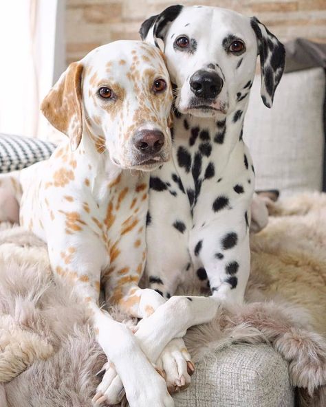 Dog | Puppy For Everyone on Instagram: “@khaleesi.django.dalmatian are soooo adorable! Tag your significant other 💛💛 . Follow @doggo4everyone 🐶 Follow @doggo4everyone 🐶” Dalmatian Dogs, Dalmatian, Bed, Dogs