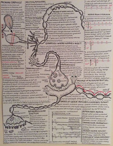 Psychology Notes, A Level Biology, Handwriting Examples, Medicine Notes, Perfect Handwriting, Study Biology, Medical Student Study, Medicine Student, Biology Lessons