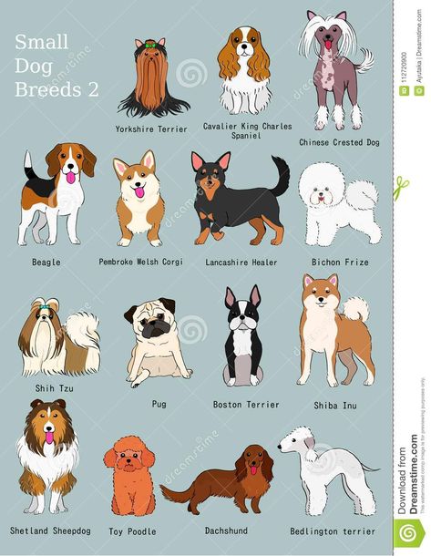 Illustration about Group of small dogs breeds hand drawn chart, with breeds name. Illustration of bichon, element, length - 112720900 Dog Breeds Chart, Cat Breeds Chart, Dog Breed Names, Dog Breeds List, Dogs Breeds, 강아지 그림, Dog Crafts, Puppy Breeds, Dog Illustration