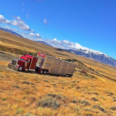 Cattle Haulers Trucks, Bull Hauler, Hauler Truck, Cattle Trailers, Cattle Trucks, Tupac Art, Semi Trailer Truck, Customised Trucks, Tractor Trailer Truck