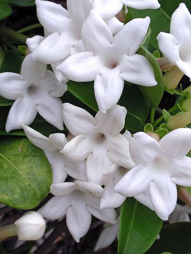 Stephanotis Madagascar Jasmine, Flower Garden Pictures, Flor Tattoo, Jasmine Vine, Bloom Where You Are Planted, Moon Garden, Hawaiian Flowers, Hanging Garden, Single Flower