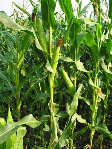 Maiz pisingallo - Popcorn - corn variety 'Zea mays everta' Maize Plant, Agriculture Pictures, Agriculture Photography, Corn Maize, Travel Pose, Valley Of Flowers, Vegetable Farming, Corn Plant, Summer Scenes