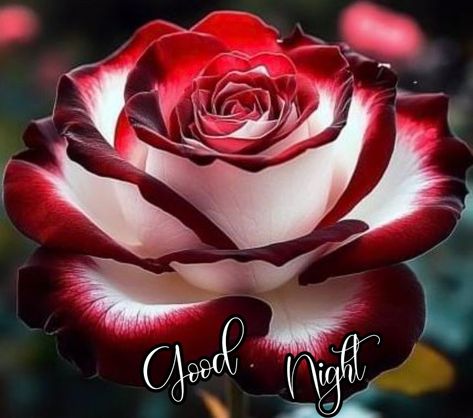 Fire And Ice Roses, Roses Pictures, Very Beautiful Flowers, Rose Flower Pictures, Beautiful Flowers Photography, Rose Pictures, Cute Flower Wallpapers, Beautiful Rose Flowers, Pretty Plants