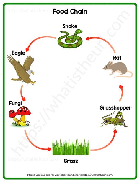 We have created a beautiful chart on the Food Chain.  You can download and print it for free.  We have released a printer-friendly version as well as a colorful one.Please download the PDF Food Chain Chart Color and this is the printer-friendly version Food Chain Chart Printer Friendly Chain Drawing Easy, Food Chain Drawing, Food Chain Diagram, Kindergarten Science Projects, Chain Drawing, Drawing Easy For Kids, Animal Worksheets, Kids English, Food Web