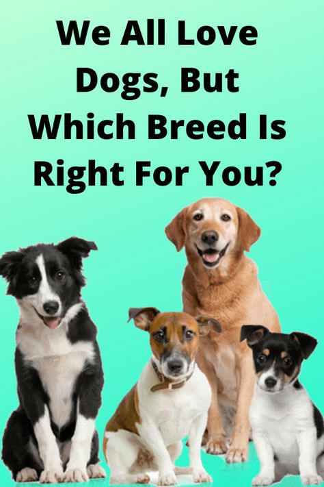 There's a dog breed out there for almost any type of temperament and personality. If you are thinking about adding a pet to the family, it is often best to do your research and pick a breed and a dog that matches your lifestyle. If you were a dog, what kind would you be? Take this puppy personality test to find out! #pets #dogs #dog #personality #quiz Dog Personality Types, Types Of Dogs Breeds List, What Dog Should I Get Quiz, Where To Pet A Dog, Stabyhoun Dog, What The Dog Doing, Dog Quizzes, Dog Breed Quiz, Dog Quiz