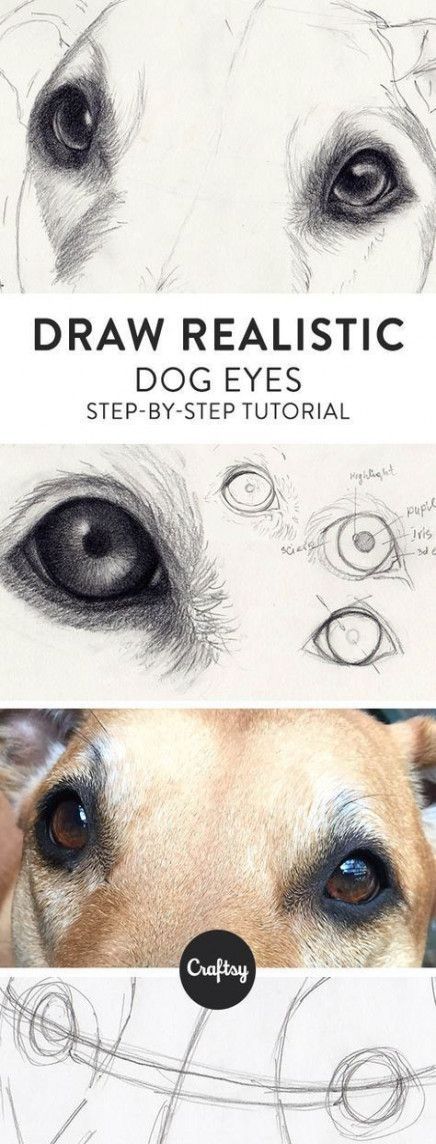 Draw Dog, Drawing Dogs, Realistic Eye Drawing, Pencil Portrait Drawing, Drawing Eyes, Tumblr Art, 강아지 그림, Drawing Animals, Dog Eyes