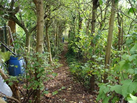 Lillie House Permaculture: Establishing a Food Forest Garden: Planting Density Forest Gardening, Permaculture Food Forest, Edible Forest, Forest Gardens, Food Forest Garden, Permaculture Garden, Permaculture Design, Permaculture Gardening, Self Sufficiency