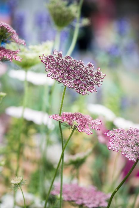 Daucus Carota Dara, Carrot Flowers, September Flowers, Daucus Carota, Orchid Show, List Of Flowers, Garden Types, Plant Health, Wildlife Gardening