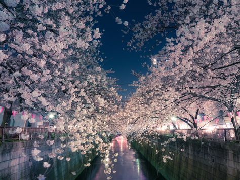 Yet Another Tokyo Flight Deal: $450 During Cherry Blossom Season Meguro River, Japan Honeymoon, Japanese Hotel, Honeymoon Locations, Dream Honeymoon, Budget Friendly Travel, Destination Bride, Romantic Restaurant, Cherry Blossom Season